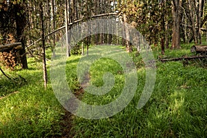 Narrow Trail Cuts Through Grassy Forest On The Way to Wrangler Lake