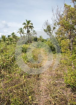 Narrow Trail on Dravuni Island