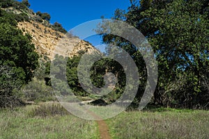 Narrow Trail through Green Woods