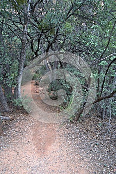 Narrow trail leading thru the desert landscape