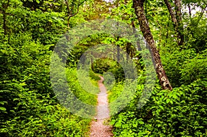 Narrow trail through a lush forest at Codorus State Park, Pennsylvania.