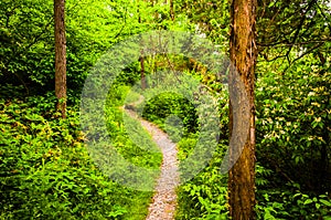 Narrow trail through a lush forest at Codorus State Park, Pennsylvania.