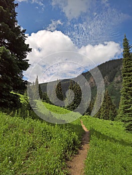 Narrow trail through a mountain meadow