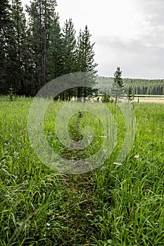 Narrow Trail Passes Through Tall Grasses to Wrangler Lake