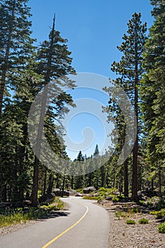 Narrow Walking Bike Path in Trees