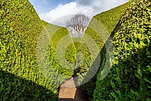 Tall green walls of outdoor maze.