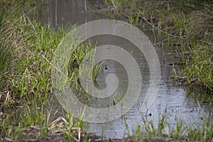 Narrow Water Slough