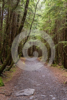 Narrow way through the rain forest on Vancouver Island