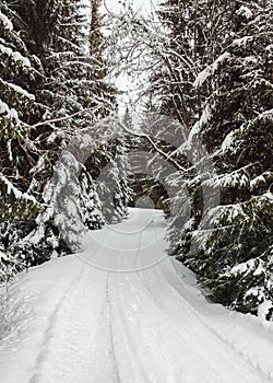 Narrow winter forest road covered with snow with trees