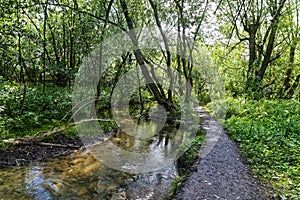 Narrow woodland path runs beside an old mill stream stream