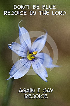 Narrowleaf Blue-eyed Grass Don`t Be Blue Rejoice In The Lord