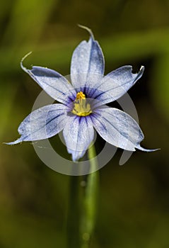 Narrowleaf Blue-eyed Grass - Sisyrinchium angustifolium