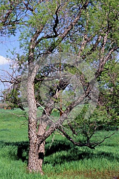 Narrowleaf Cottonwood 56584 photo