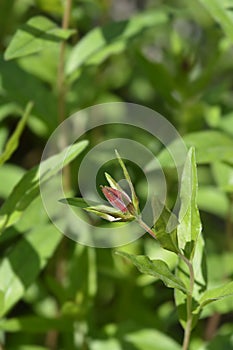 Narrowleaf evening primrose