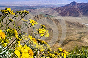 Narrowleaf goldenbush Ericameria linearifolia blooming in Coachella Valley, California photo