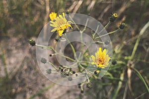Narrowleaf hawkweed flowers photo