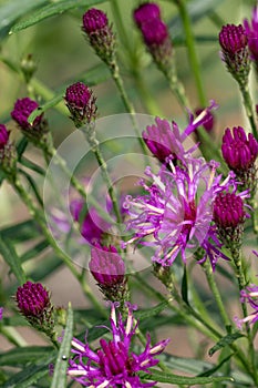 Narrowleaf ironweed Vernonia lettermannii, purple flowers and buds photo