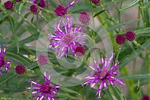 Narrowleaf ironweed Vernonia lettermannii, purple flowers photo