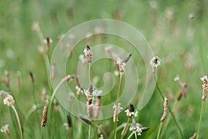 Narrowleaf Plantain CloseUp, Selective Focus