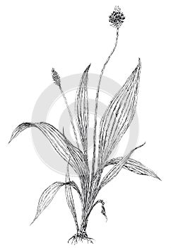 Narrowleaf plantain plant Plantago lanceolata botanical drawing photo