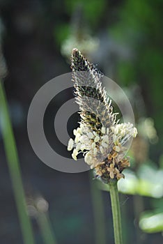 Narrowleaf plantain (Plantago lanceolata)