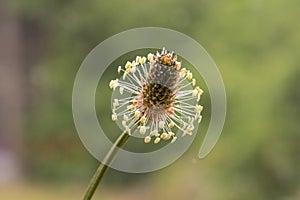 Narrowleaf plantain plantago lanceolata photo