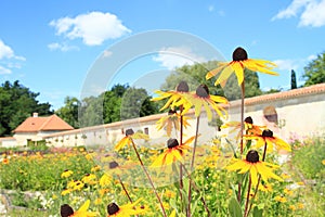 Narrowleaf Sunflowers in garden on renaissance palace Kratochvile photo