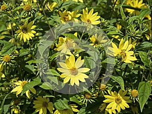 Narrowleaf sunflowers Helianthus angustifolius flowering in a garden photo