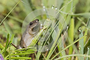 Narrowmouth Toad (Gastrophryne olivacea) photo