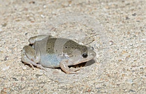 Narrowmouth Toad