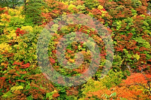 Naruko Gorge Valley with colorful autumn leaves