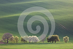 Narural landscape of Green and Blossom Trees overlooking rolling