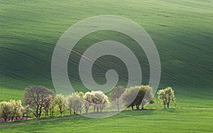 Narural minimalism landscape of Green and Blossom Trees overloo