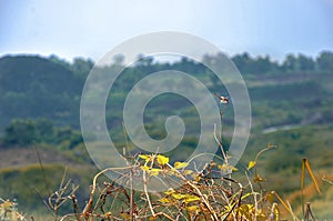 Narural photography with dragonfly photo