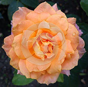 Narural rose photo