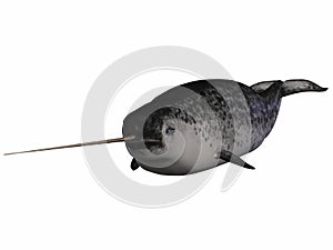 Narwhal photo