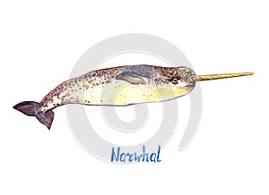 Narwhal, isolated on white background