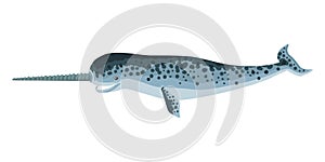Narwhal, a large fish with a horn, an arctic cetacean. Monodon monoceros. Vector drawing isolated on white background.