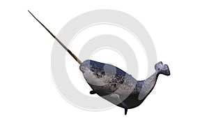 Narwhal, male Monodon monoceros isolated on white background photo