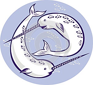 Narwhal Monodon monoceros unicorn whale