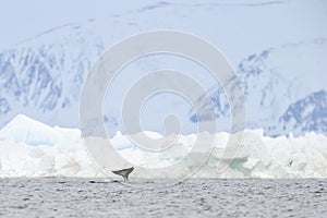Narwhal, or narwhale (Monodon monoceros)