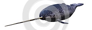 Narwhal, swimming male Monodon monoceros isolated on white background