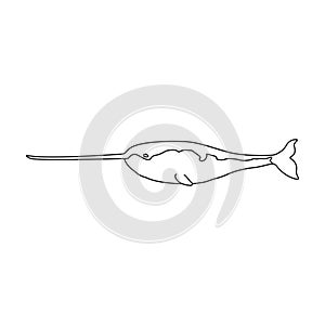Narwhal whale vector icon. Outline vector icon isolated on white background narwhal whale