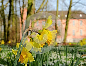 Daffodils in the castle park photo