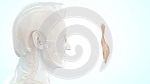 Location of Nasal bone in Human