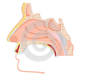 Nasal cavity.