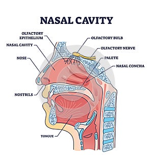 Nasal cavity anatomy with medical nose parts description outline diagram photo