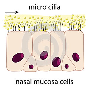 Nasal mucosa