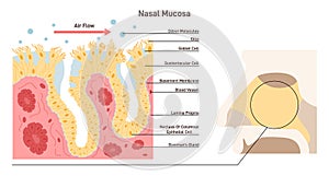 Nasal mucosa anatomy. Nasal mucous membrane lining the respiratory tract