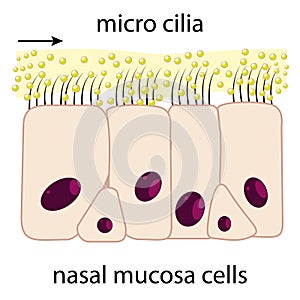 Nasal mucosa photo